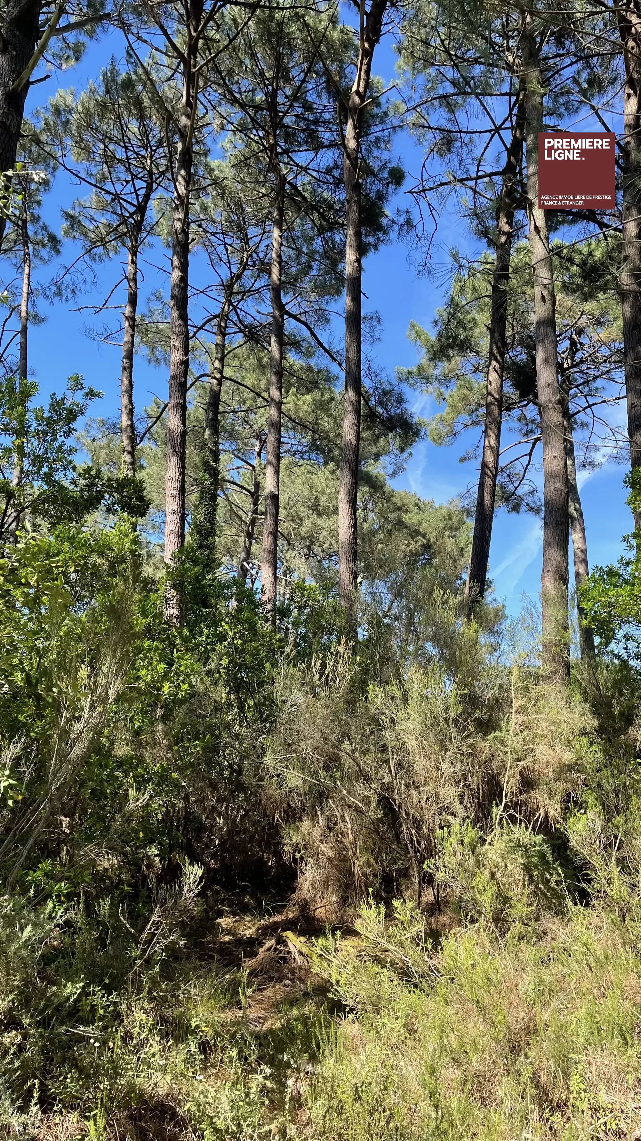 Exceptionnel écrin nature à deux pas du lac de Lacanau – 1011 m² de sérénité — photo 1